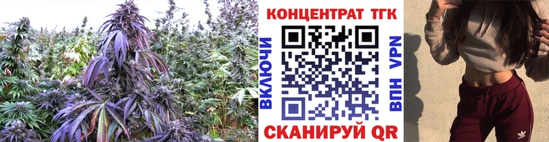 цена   гидра маркетплейс  ТГК THC oil  Пласт 